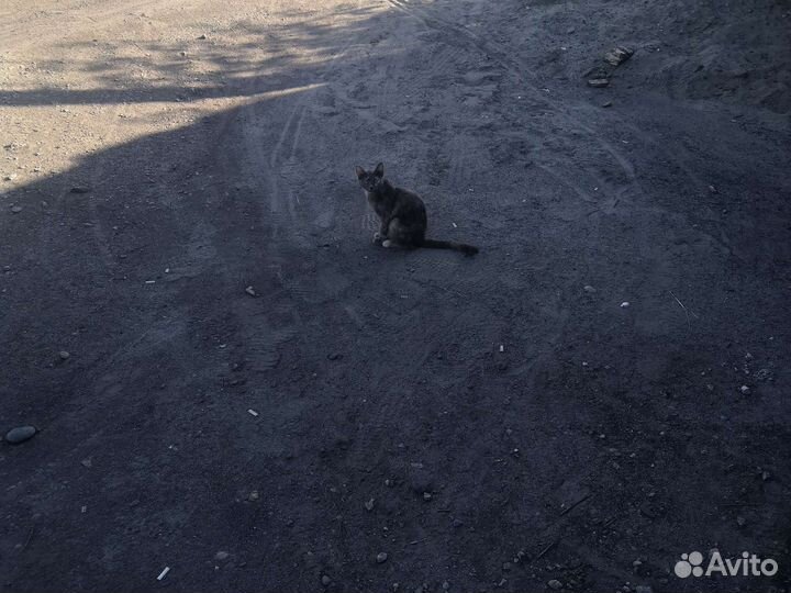 Отдам Котята в добрые руки