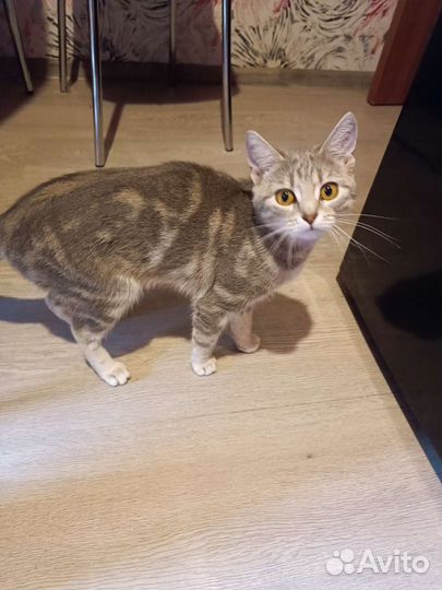 Кошка в дар бесплатно