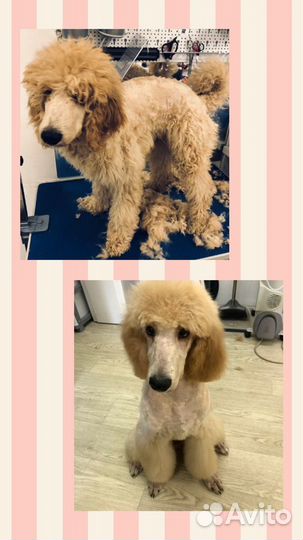 Грумер стрижка собак