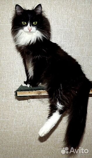 Стрижка домашних животных на дому