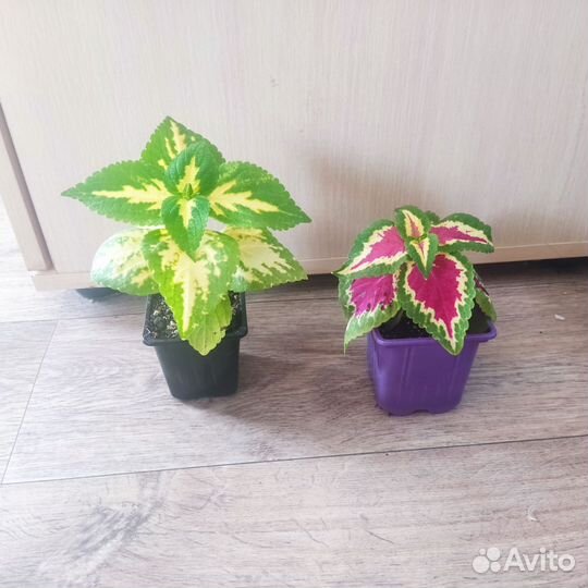 Комнатные цветы