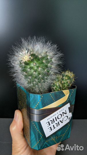 Кактус набором из 2 видов