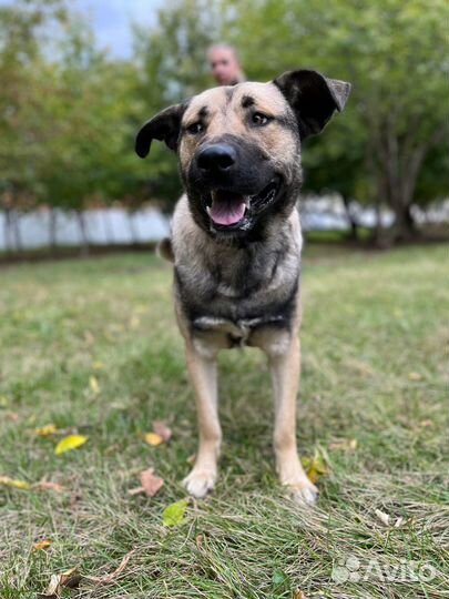 Пёс Кайзер ищет семью