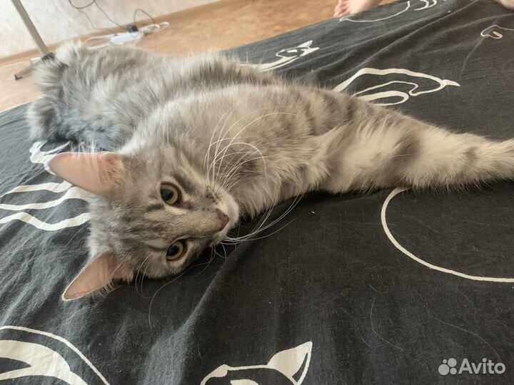 Сибирский кот