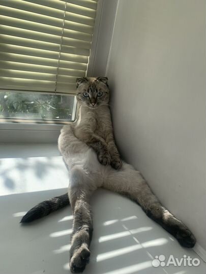 Кошки в добрые руки