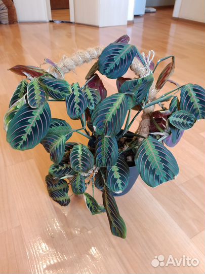 Маранта триколор