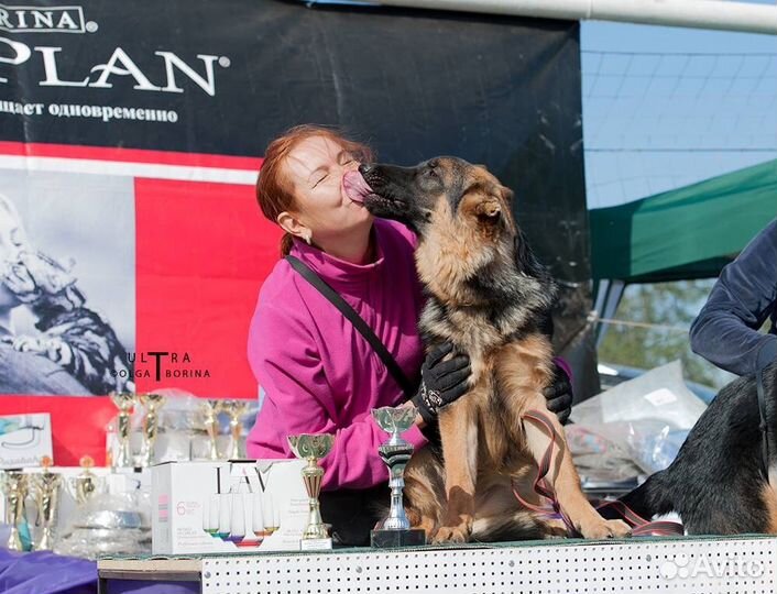 Кинолог профессионал(с многолетним стажем)