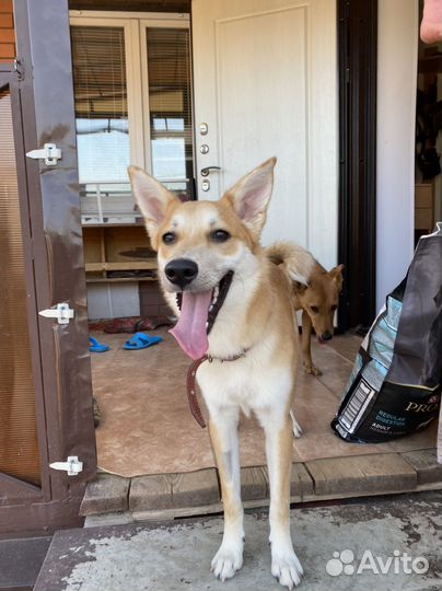 Щенок-подросток ищет любящих хозяев (помесь зсл)