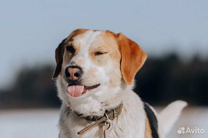 Метис гончей в добрые руки