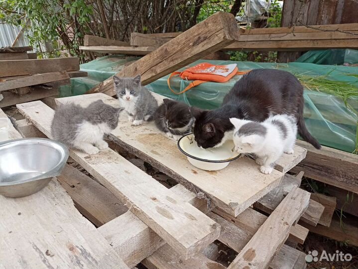 Котята в дар