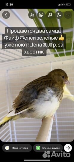 Кенары Файф Фенси