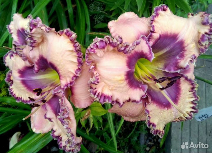 Лилейники семена