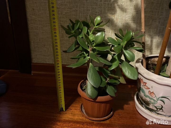 Толстянка (Денежное дерево)