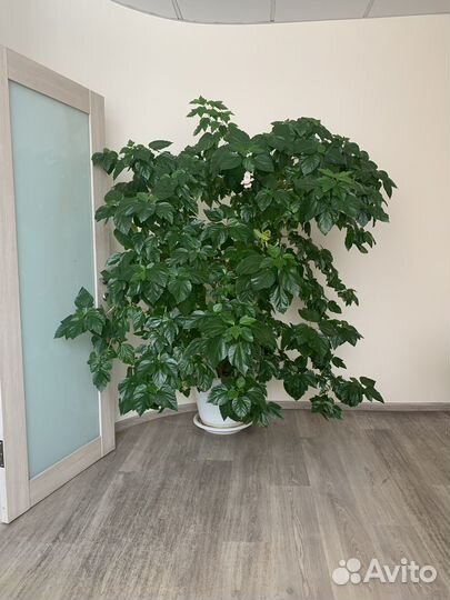 Комнатные растения