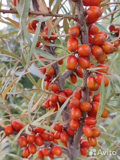 Облепиха саженцы