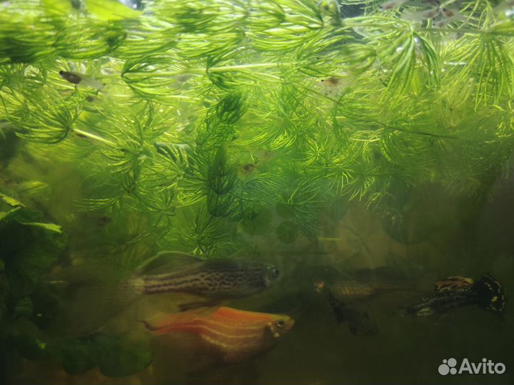 Водоросли для аквариума роголистник