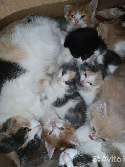 Отдам Котят