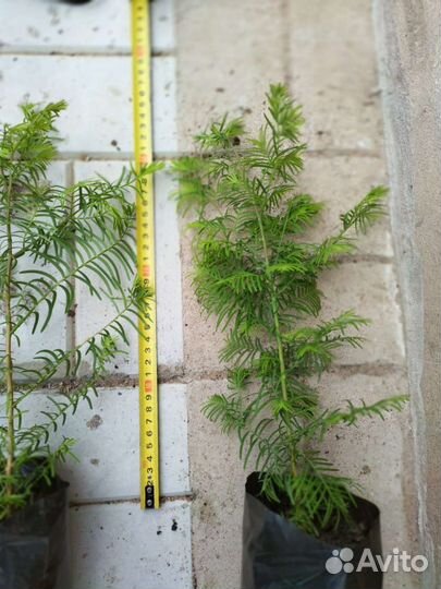 Метасеквойя сеянец 1 летка