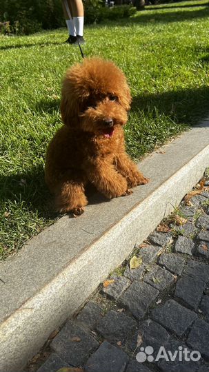 Той пудель девочка подрощенная 8 мес., док-ты, чип