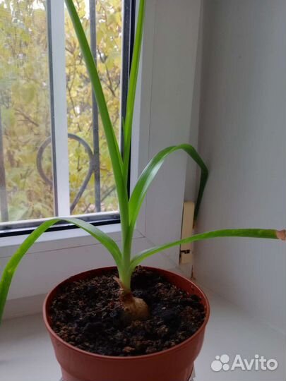 Индийский лук