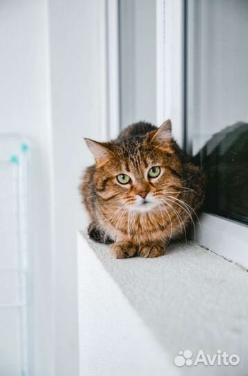 Кот Проша