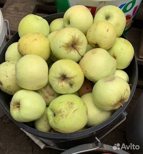 Яблоки с дерева