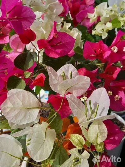 Бугенвиллея