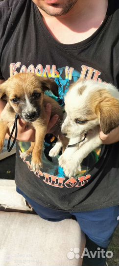 Девочка и мальчик щенки отдам в хорошие руки