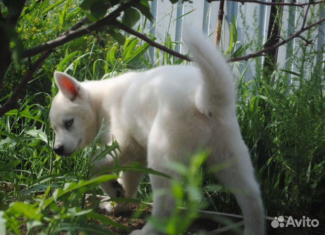 Белые щенки Сибирский хаски объявление продам