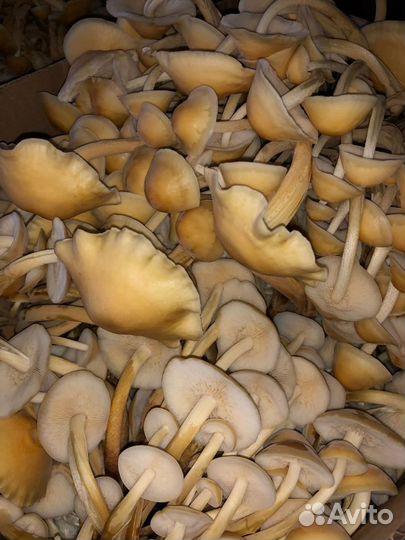 Грибы опята,вешенки (маринованные ) продаю