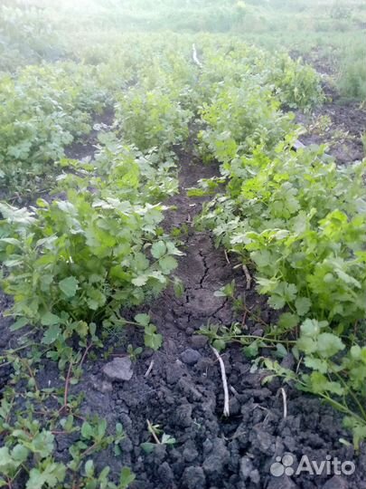 Редька лечебная, зелень кинза, укроп