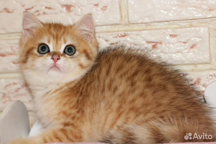 Мальчик золотой вискас