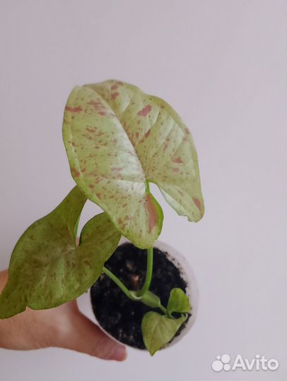 Сингониум Милк Конфетти