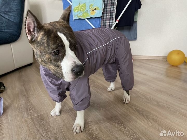 Костюм для собаки