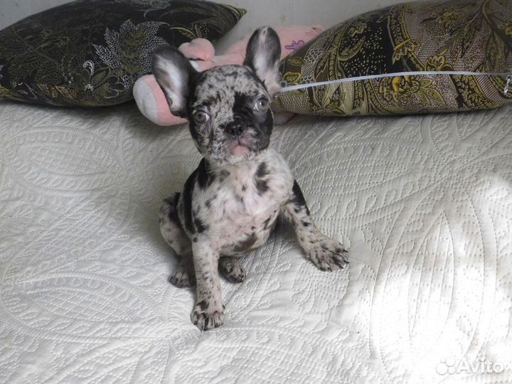 Щенок Французского Бульдога. Шикарная девочка:)
