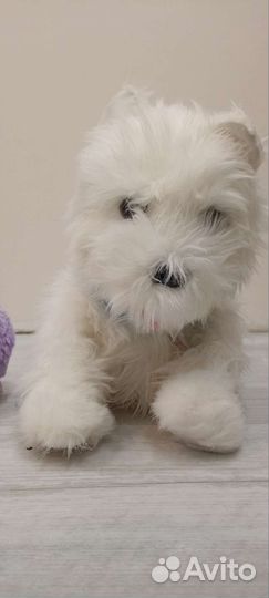 Механическая игрушка