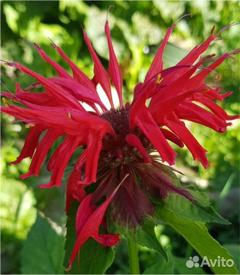 Монарда, Эхинацея, Криспа,Любисток, Пижма,Манжетка