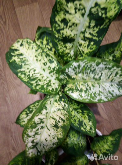 Комнатные цветы диффенбахия