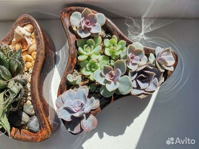 Суккуленты