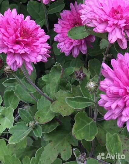 Цветы многолетние/однолетние рассада и семена