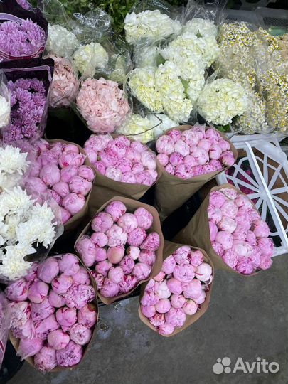 Пионы букет пионов 5 7 9 15 пионов