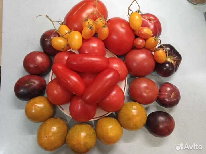 Продаю семена томатов,в том числе редких сортов