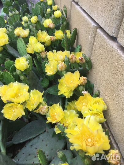 Кактус декоративный Опунция