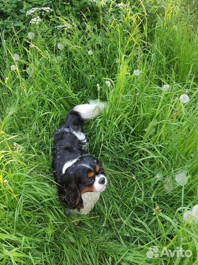 Вязка Кавалер кинг чарльз спаниель