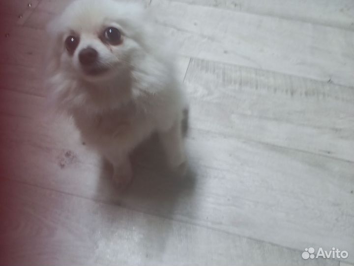 Померанский шпиц