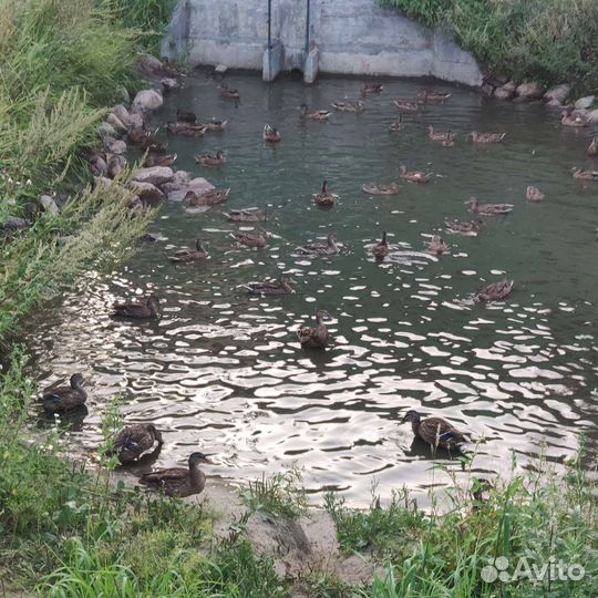 Подсадные утки