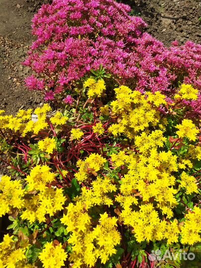 Очиток желтый и розовый, почвопокровник