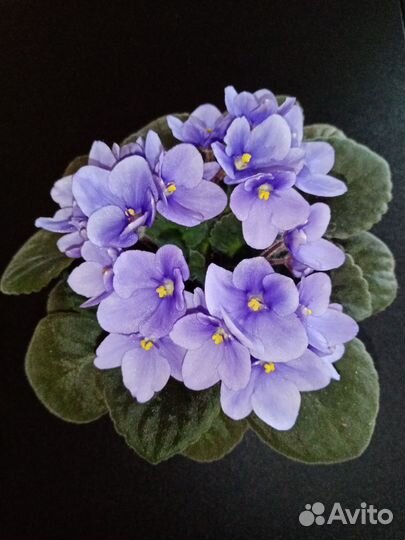 Фиалка цветущая