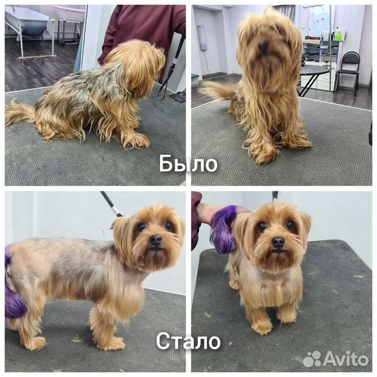 Груминг собак