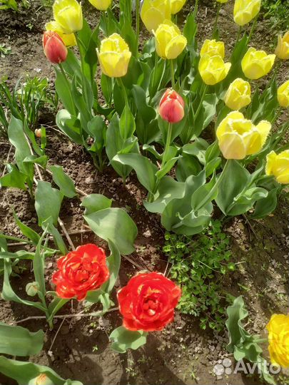 Луковицы тюльпанов жёлтых сортовые бахромчатые